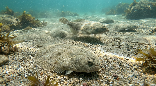 La pesca del Lenguado
